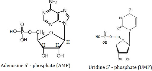 uridine 5' and adenosine 5'